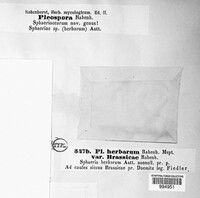Stemphylium vesicarium image